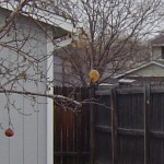 Have you ever seen a fox on a fence?
