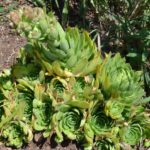 A Little Photo Break: Hens and Chicks Gone Rogue